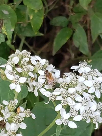 Roland park - Coweta, OK