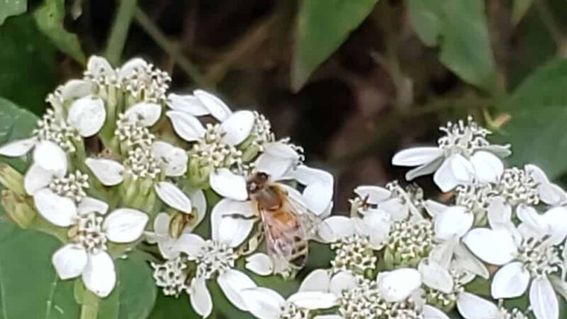 Roland park - Coweta, OK