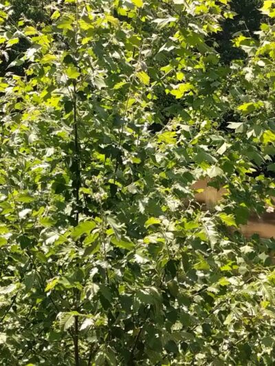 Town of Cramerton Goat Island Park and Greenway - Cramerton, NC