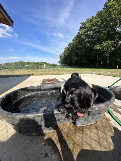 Cranberry Township Dog Park - Cranberry Twp, PA