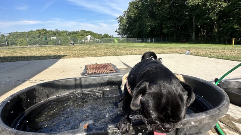 Cranberry Township Dog Park - Cranberry Twp, PA