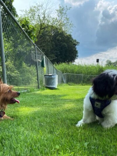 Cranberry Township Dog Park - Cranberry Twp, PA