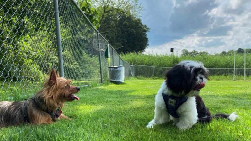 Cranberry Township Dog Park - Cranberry Twp, PA