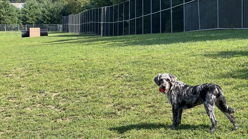 Cranberry Township Dog Park - Cranberry Twp, PA