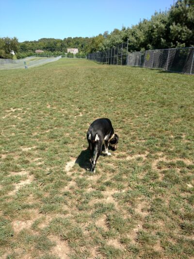 Cranberry Township Dog Park - Cranberry Twp, PA