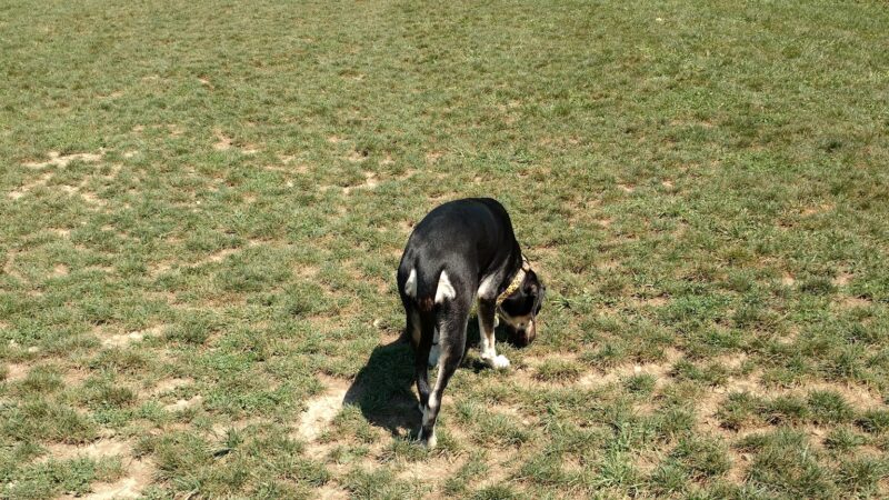 Cranberry Township Dog Park - Cranberry Twp, PA
