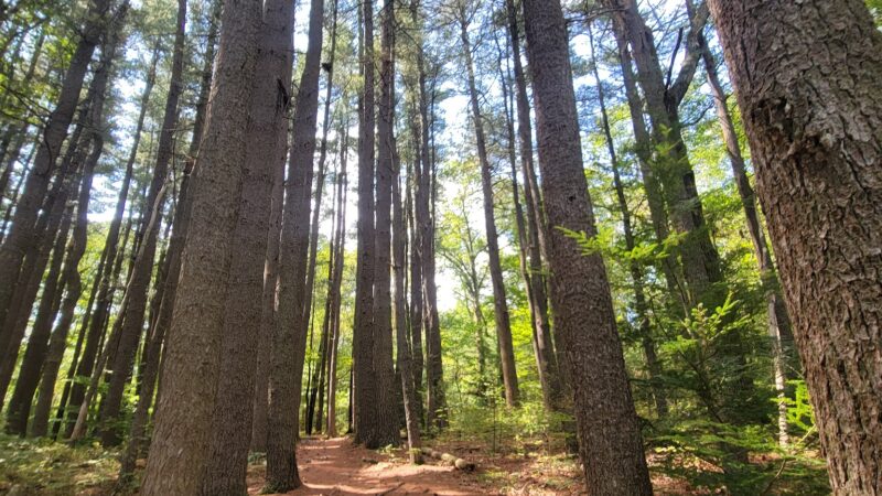 Ice Lake Park - Cresco, PA