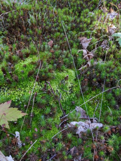 Kurmes Preserve - North Parking Area - Cresco, PA