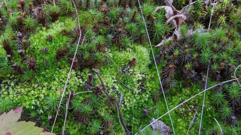 Kurmes Preserve - North Parking Area - Cresco, PA