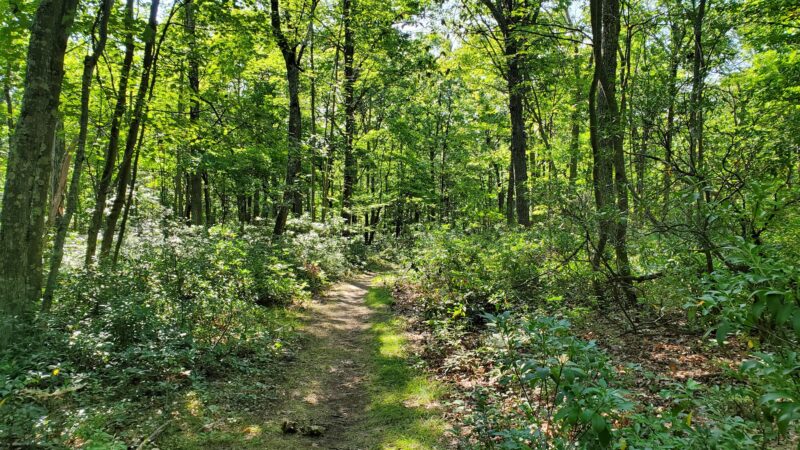 Kurmes Preserve - North Parking Area - Cresco, PA