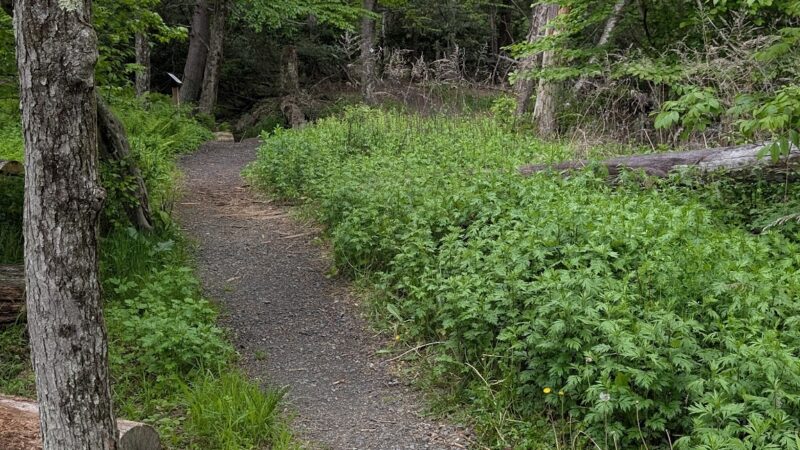Mount Airy Red Rock Trailhead - Cresco, PA