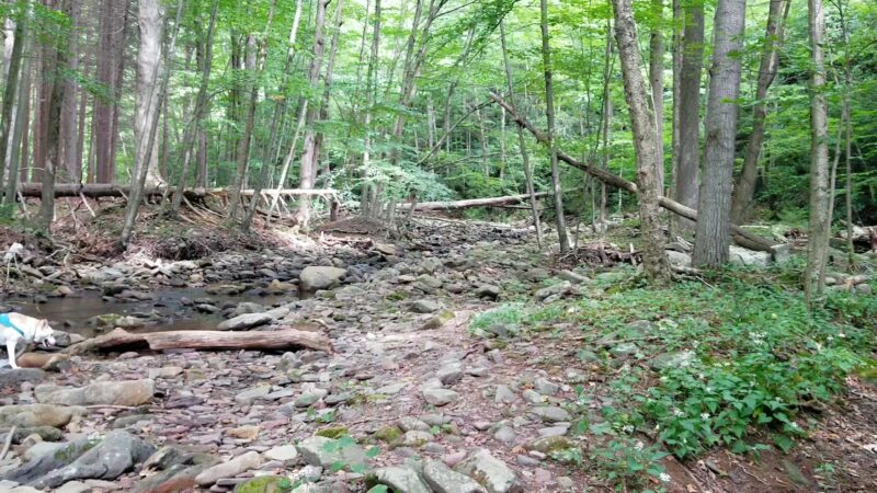 PA State Game Lands 221 - Cresco, PA
