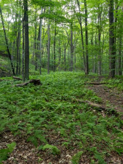 PA State Game Lands 221 - Cresco, PA