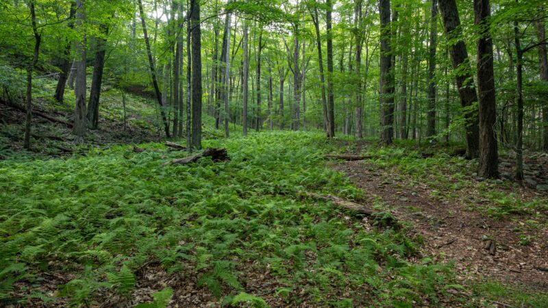 PA State Game Lands 221 - Cresco, PA