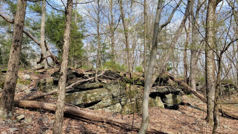 Swiftwater Forest Preserve - Cresco, PA