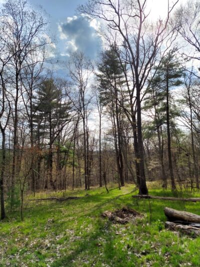 Swiftwater Forest Preserve - Cresco, PA