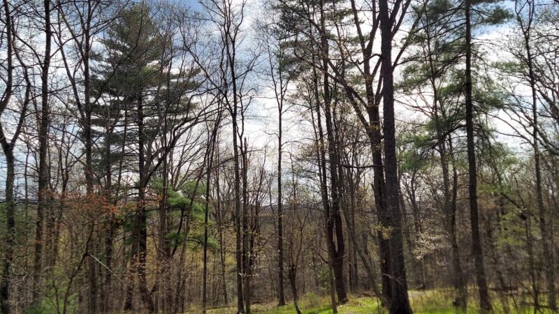 Swiftwater Forest Preserve - Cresco, PA