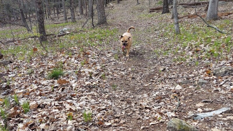 Swiftwater Forest Preserve - Cresco, PA