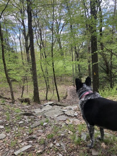 Swiftwater Forest Preserve - Cresco, PA