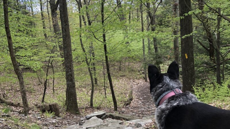 Swiftwater Forest Preserve - Cresco, PA