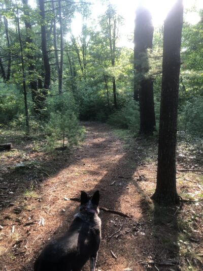 Swiftwater Forest Preserve - Cresco, PA