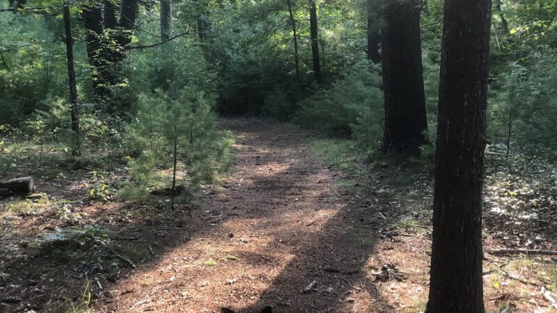 Swiftwater Forest Preserve - Cresco, PA
