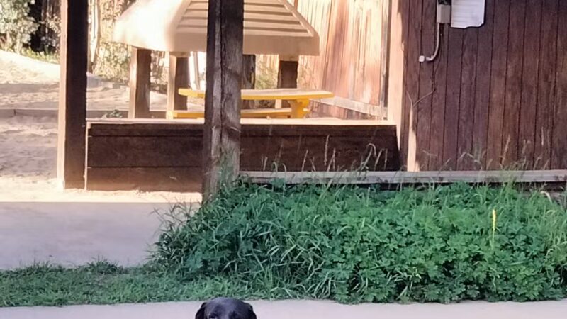 Playground - Crested Butte, CO