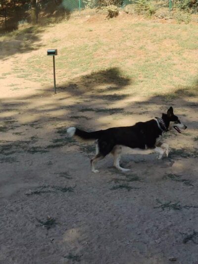 Lake Gregory Dog Park - Crestline, CA