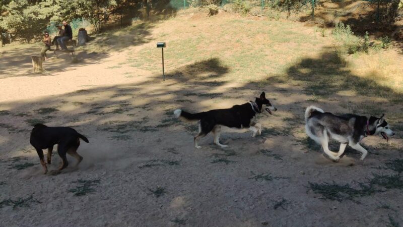 Lake Gregory Dog Park - Crestline, CA
