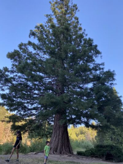 Lake Gregory Dog Park - Crestline, CA