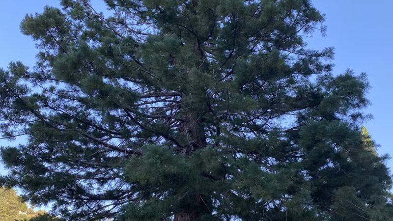 Lake Gregory Dog Park - Crestline, CA