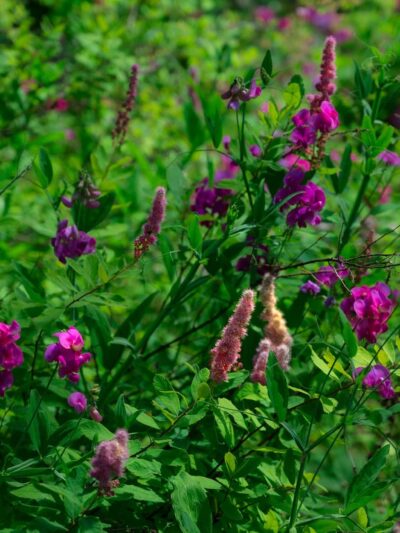 Garden Lake Park - Creswell, OR