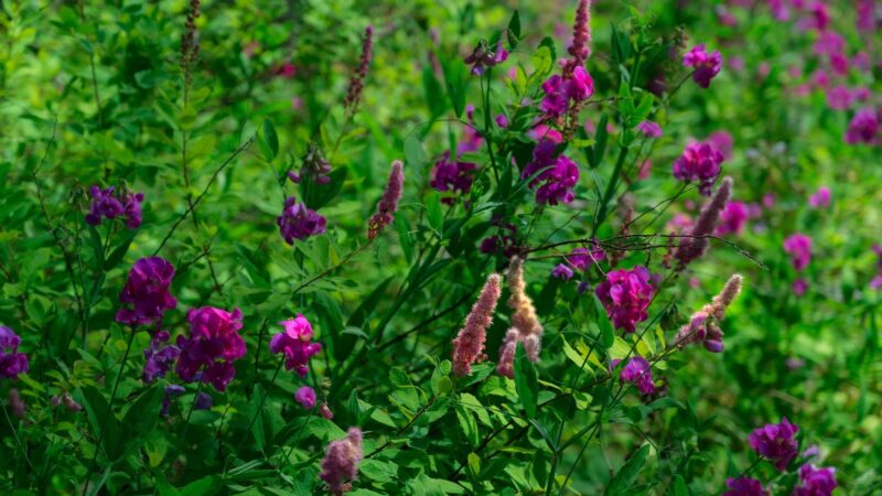 Garden Lake Park - Creswell, OR