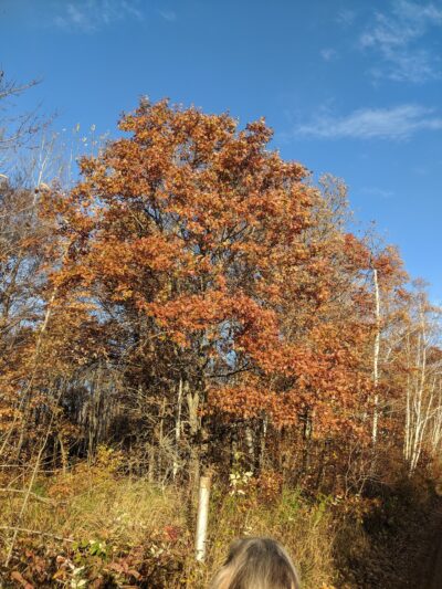 Scrub Oak Trail - Crosslake, MN