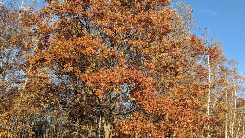 Scrub Oak Trail - Crosslake, MN