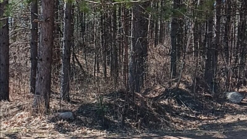 Scrub Oak Trail - Crosslake, MN