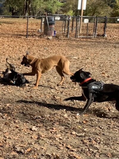 Black Rock Dog Park - Croton-On-Hudson, NY