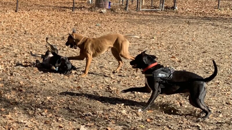 Black Rock Dog Park - Croton-On-Hudson, NY