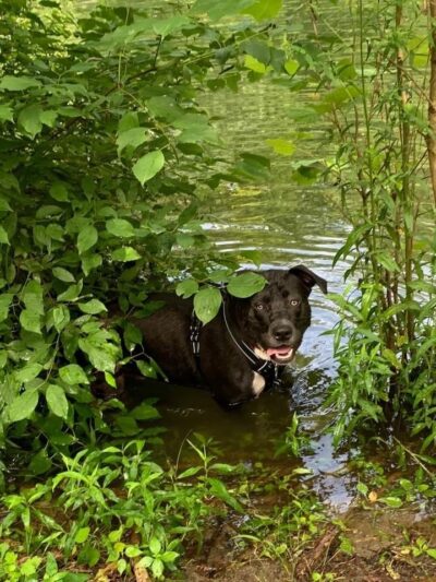 Black Rock Dog Park - Croton-On-Hudson, NY
