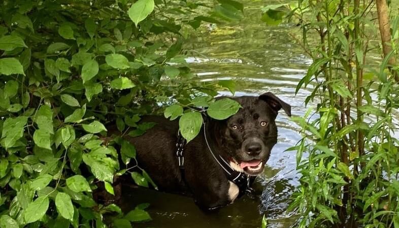 Black Rock Dog Park - Croton-On-Hudson, NY