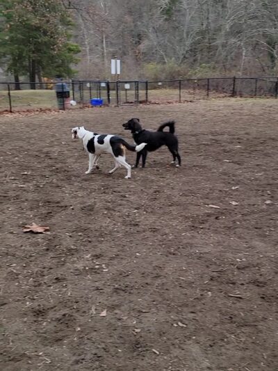 Black Rock Dog Park - Croton-On-Hudson, NY