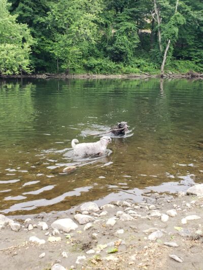 Black Rock Dog Park - Croton-On-Hudson, NY