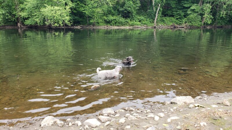 Black Rock Dog Park - Croton-On-Hudson, NY