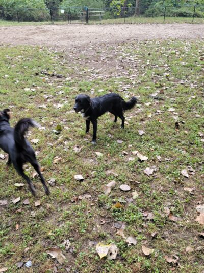 Black Rock Dog Park - Croton-On-Hudson, NY