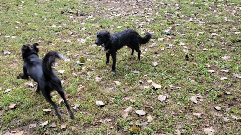 Black Rock Dog Park - Croton-On-Hudson, NY