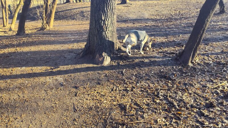 Bassett Creek Dog Park - Crystal, MN