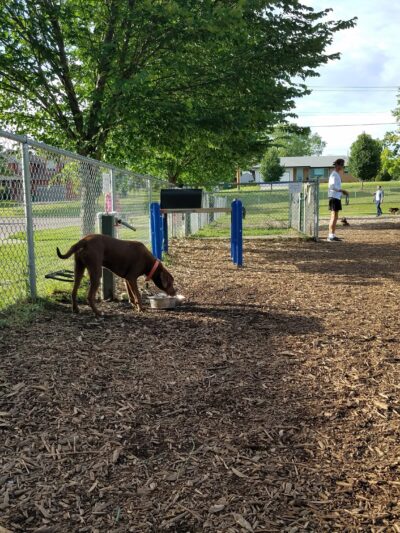 Bassett Creek Dog Park - Crystal, MN