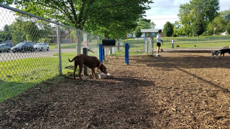 Bassett Creek Dog Park - Crystal, MN
