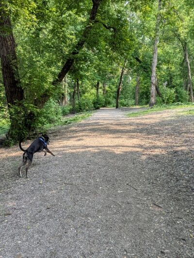 Bassett Creek Dog Park - Crystal, MN