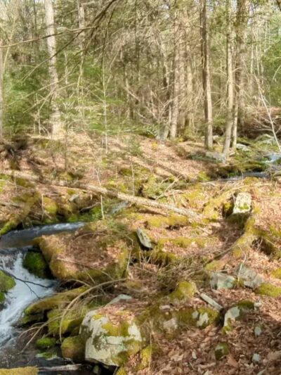 Neversink River Unique Area - Cuddebackville, NY